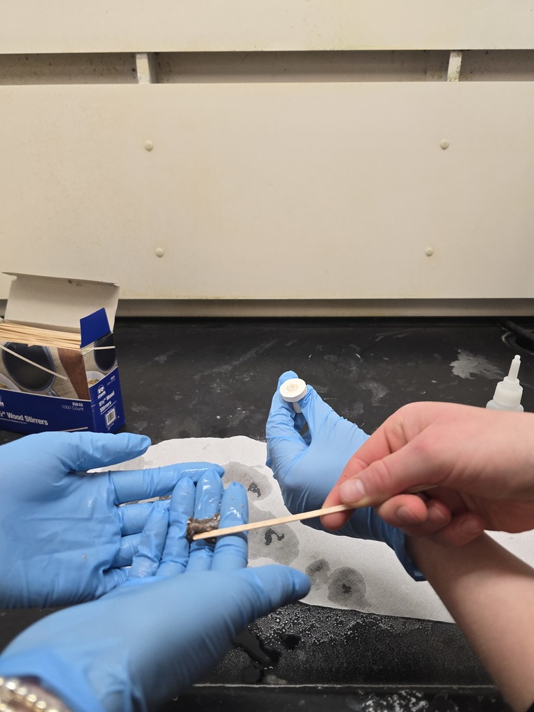 gloved hands holding coral fragments 