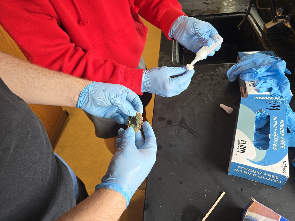 gloved hands holding coral fragments 