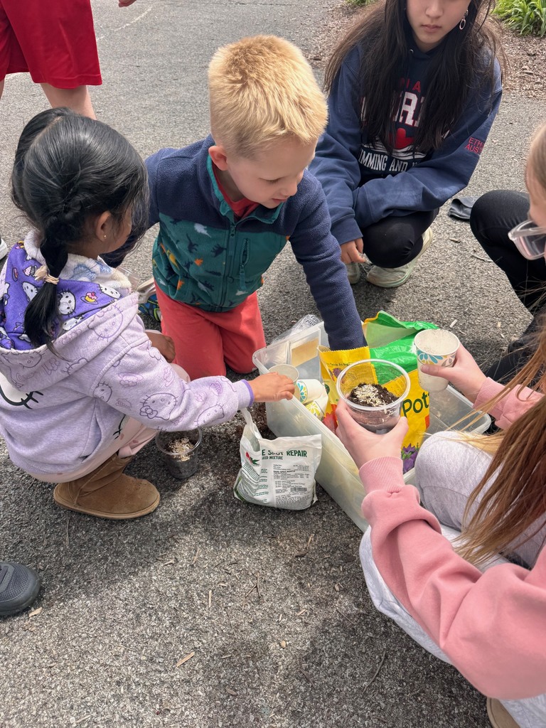 middle school and pre-K students planting in cups