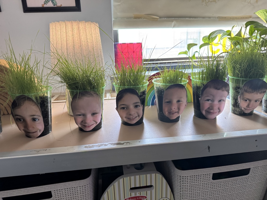 grass student grew in cups