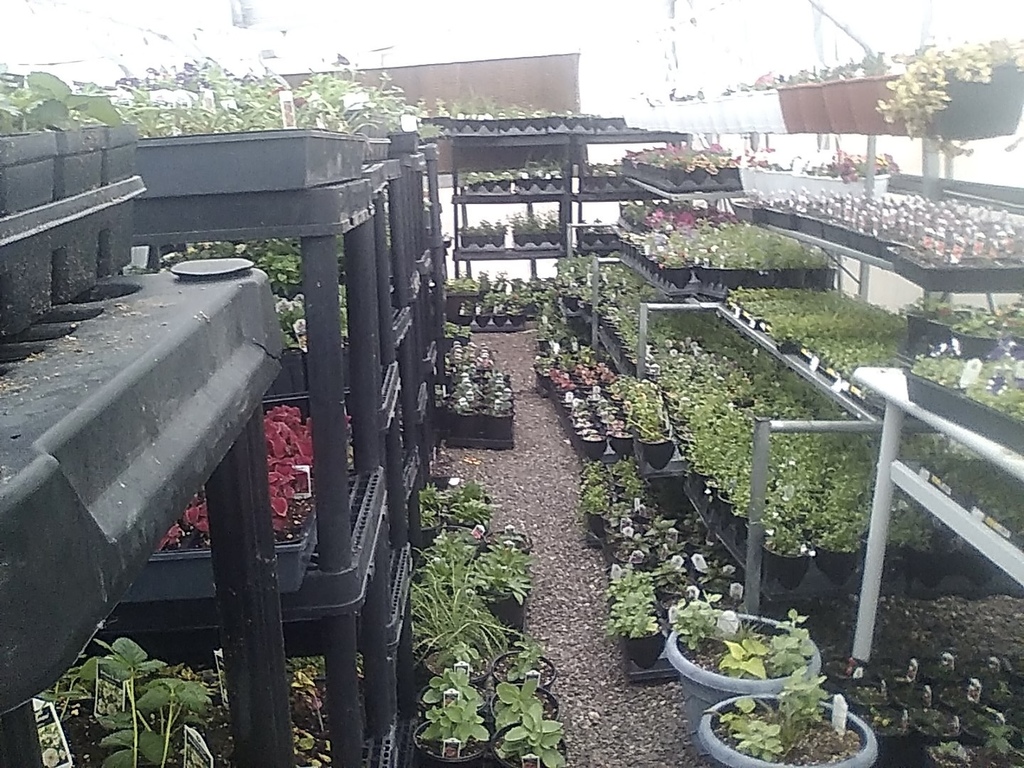 Picture of plants in the green house