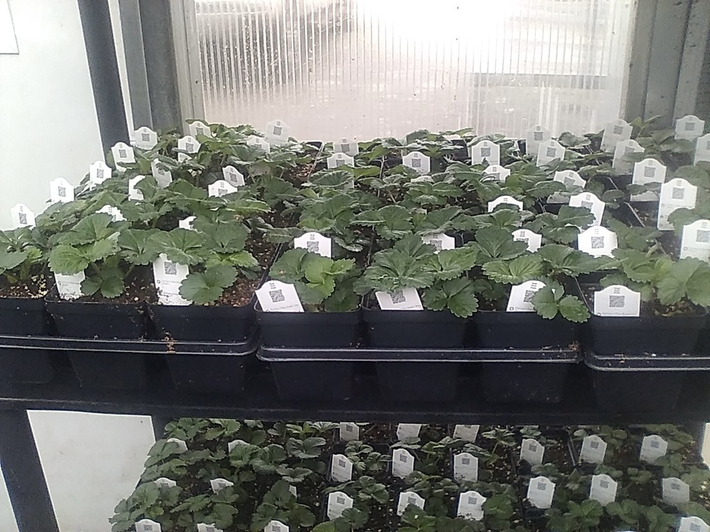 Picture of strawberry plants.