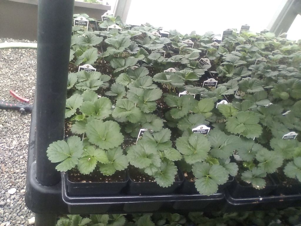 Picture of strawberry plants.