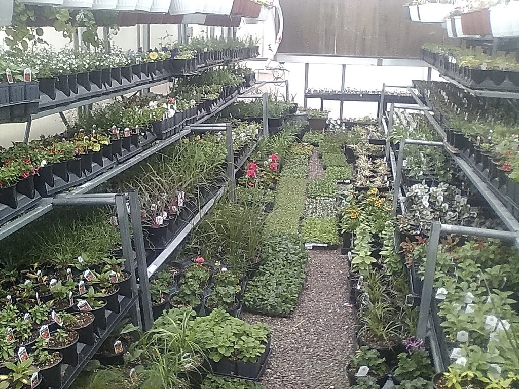 Picture of plants in the green house
