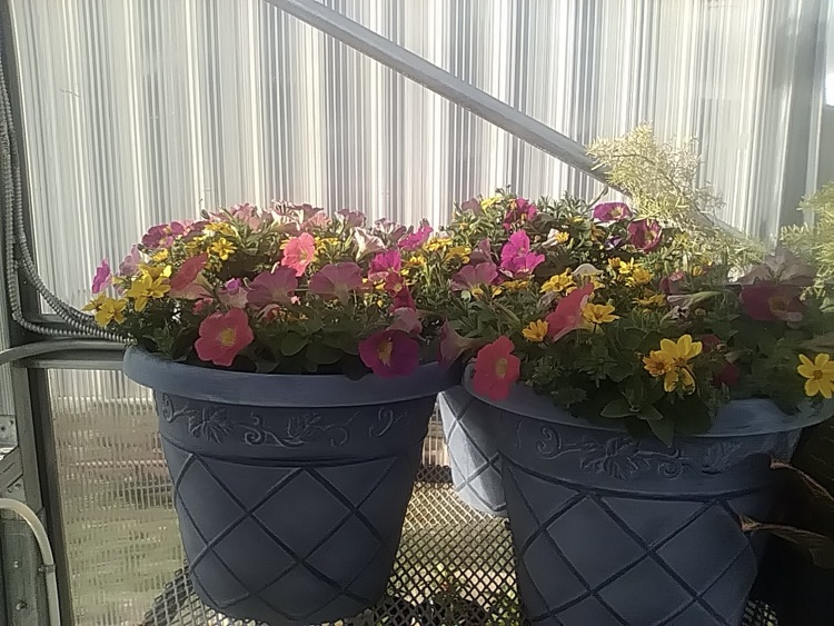 photo of plants from the greenhouse at school  