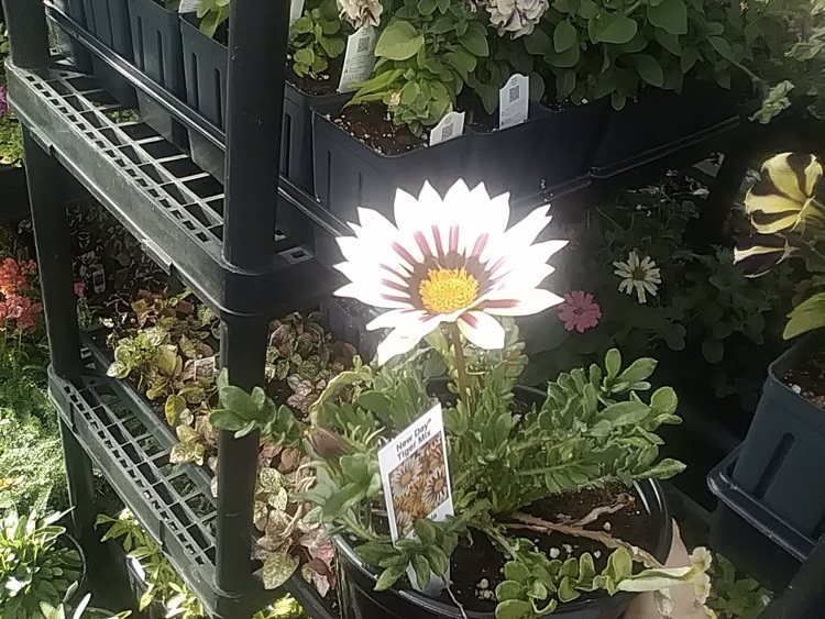 photo of plants from the greenhouse at school