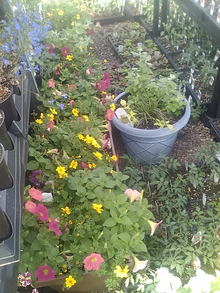 photo of plants from the greenhouse at school