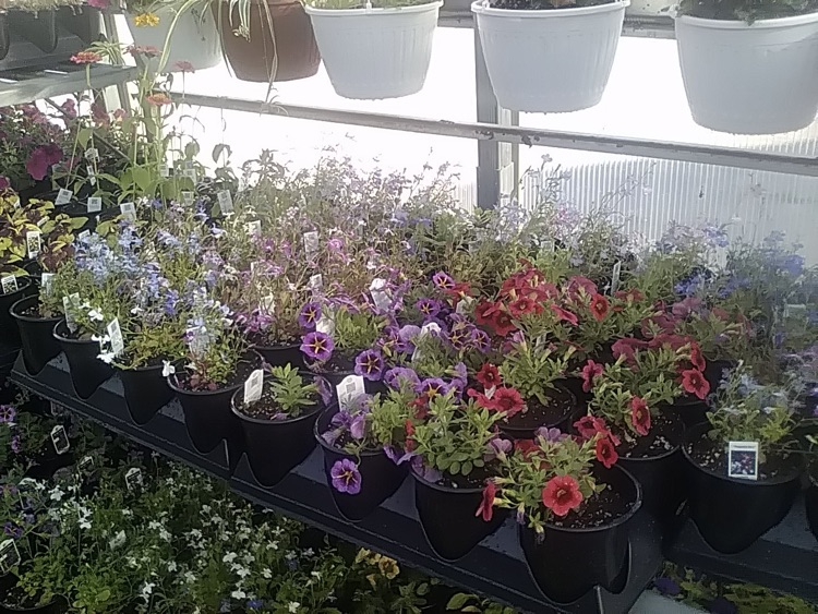 photo of plants from the greenhouse at school
