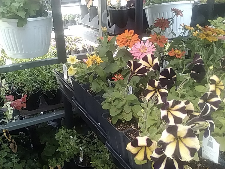 photo of plants from the greenhouse at school
