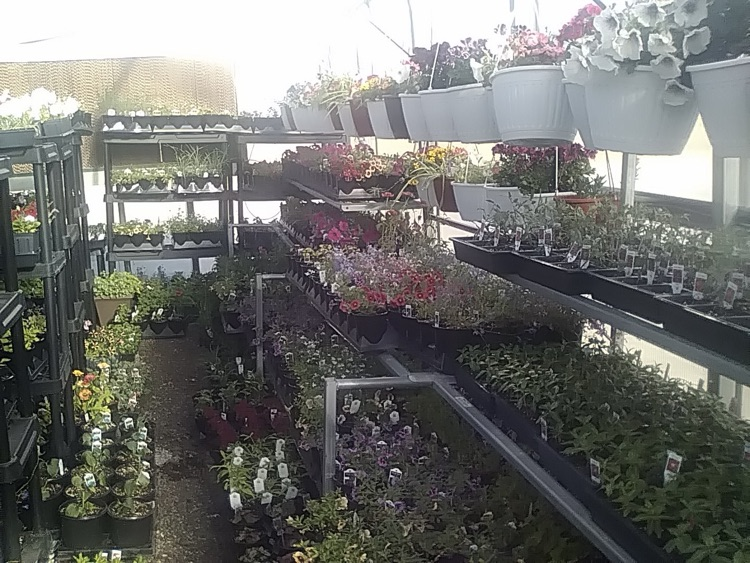 photo of plants from the greenhouse at school