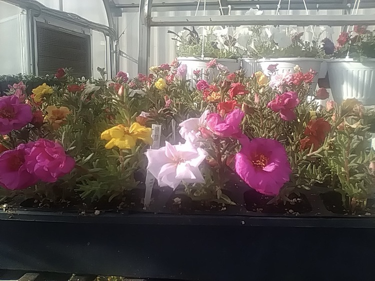 photo of plants from the greenhouse at school