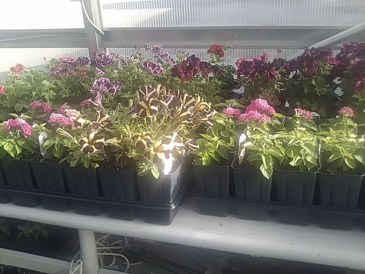 photo of plants from the greenhouse at school
