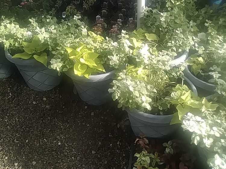 photo of plants from the greenhouse at school