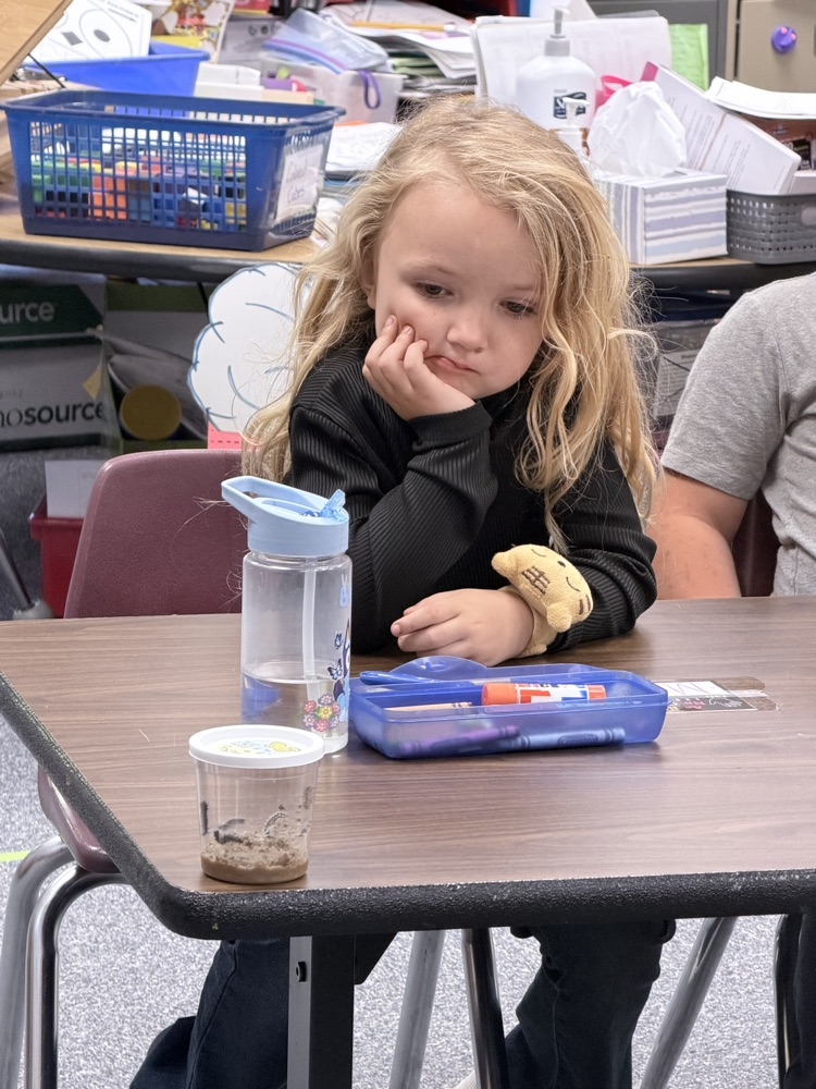 observing caterpillars 