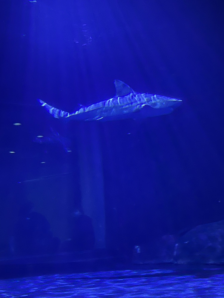 aquarium