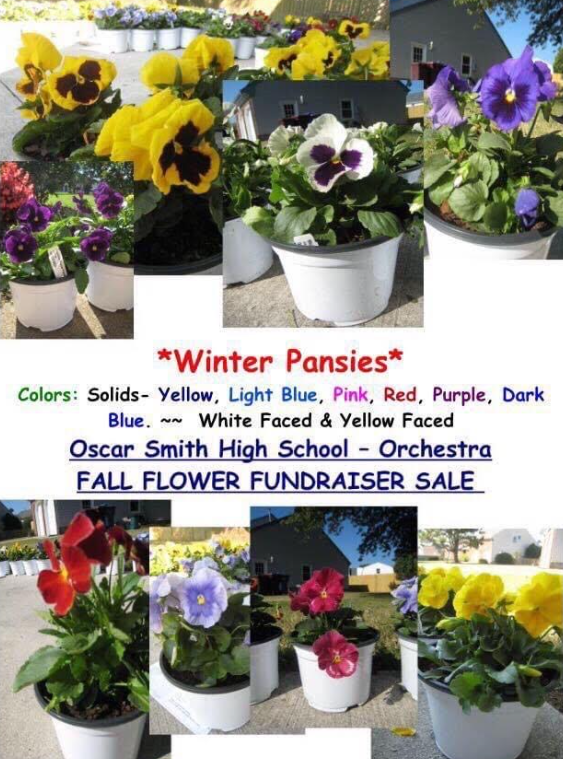  Winter Pansies Colors: Solids- Yellow, Light Blue, Pink, Red, Purple, Dark Blue. ~~ White Faced & Yellow Faced Oscar Smith High School - Orchestra FALL FLOWER FUNDRAISER SALE