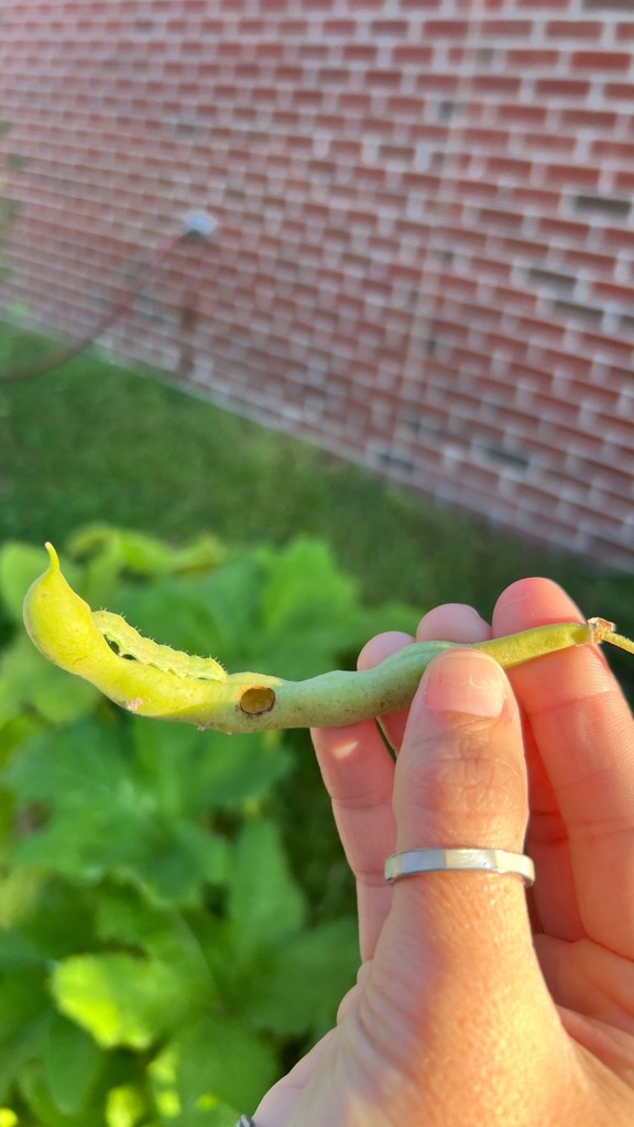 Hungry Caterpillar! 