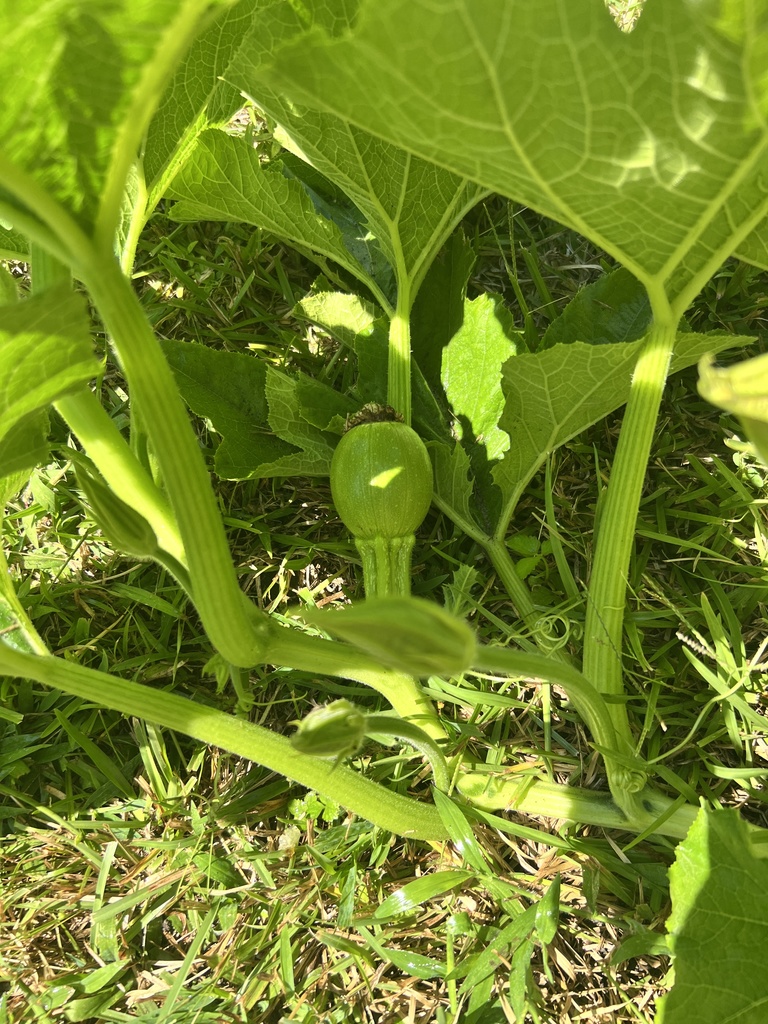WBP Pumpkin Patch