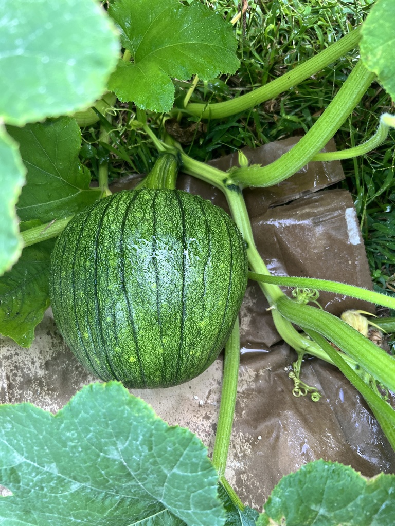 WBP Pumpkin Patch