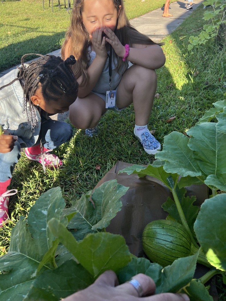 WBP Pumpkin Patch