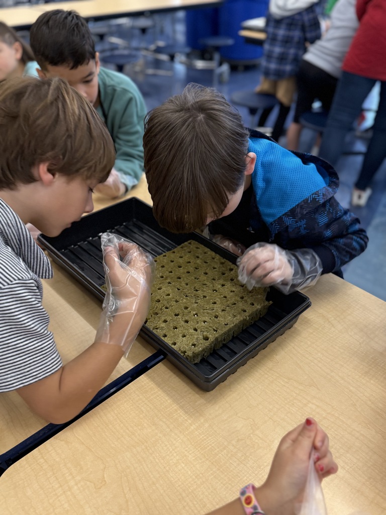 2nd graders starting hydroponics project