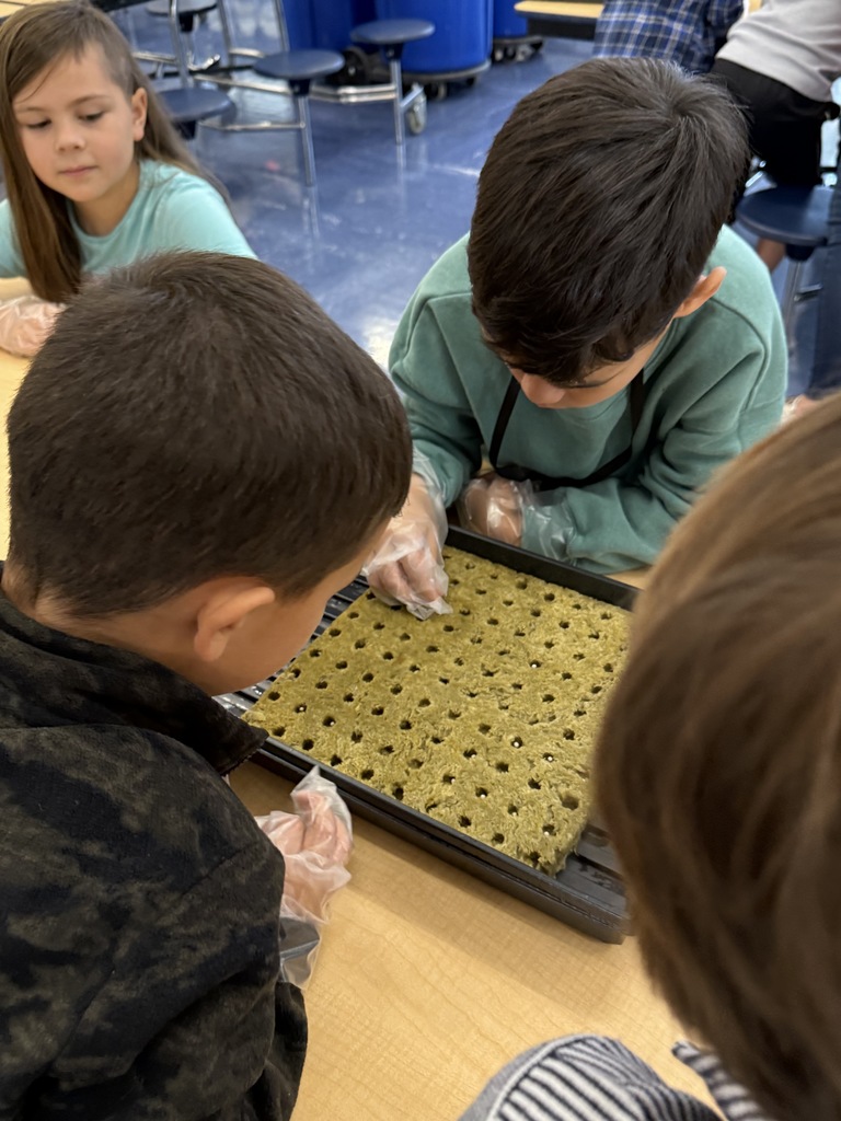 2nd graders starting hydroponics project