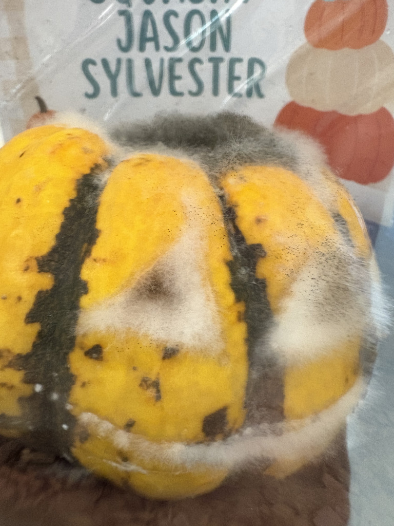 squashy Jason Sylvester the jack-o-lantern is growing fuzz in his container
