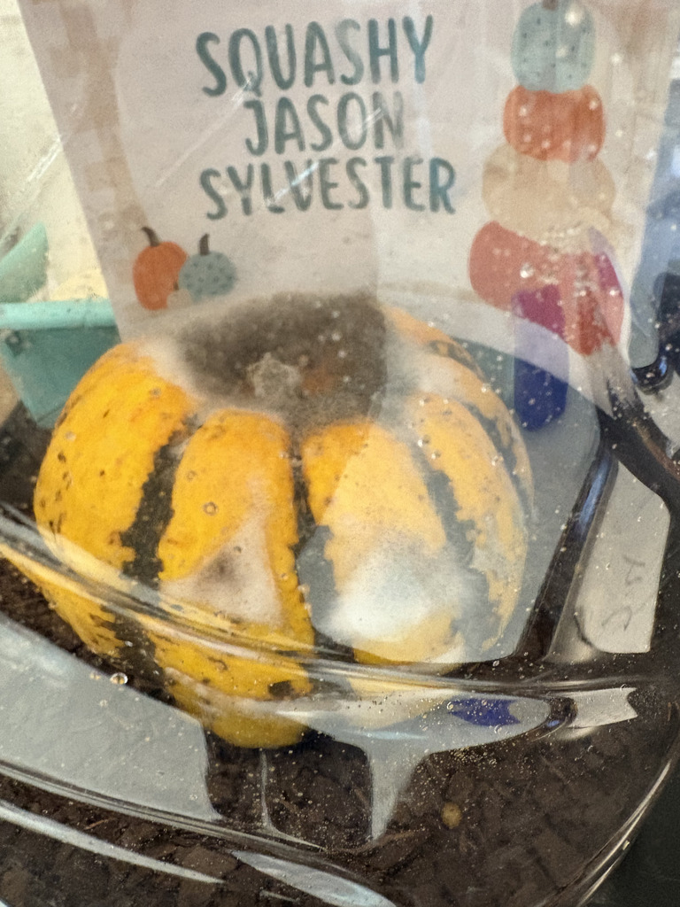 squashy Jason Sylvester the jack-o-lantern is growing fuzz in his container