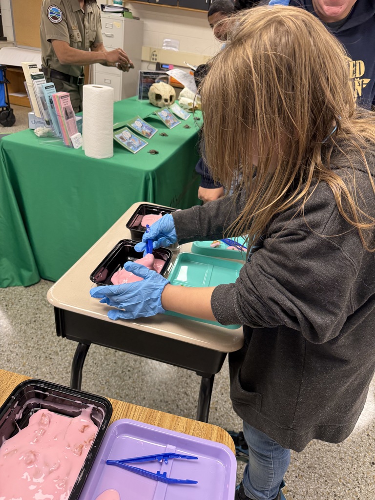 Student dissecting "sea turtle tummy" at the Virginia State Parks Table