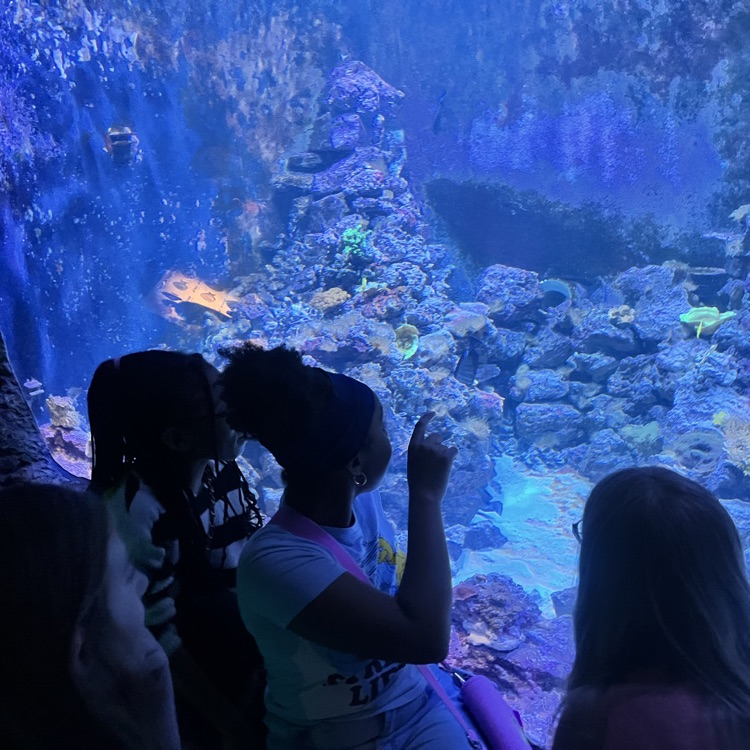 students looking on fish tank with coral
