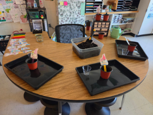 A round table in a classroom is set up for a planting activity, with several black trays arranged around it. Each tray holds a small pot with soil, a colorful plant marker, and a clear plastic cup. A container of potting soil sits in the center of the table, and classroom shelves and supplies are visible in the background.