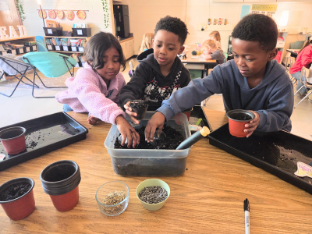 Three young children sit at a table in a classroom, each focused on planting in small pots placed on black trays. Soil is spread across the table, with a large container of potting mix in the foreground. The children are using their hands to fill pots and plant seeds, while classroom posters and shelves are visible in the background.