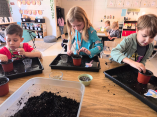 Three young children sit at a table in a classroom, each focused on planting in small pots placed on black trays. Soil is spread across the table, with a large container of potting mix in the foreground. The children are using their hands to fill pots and plant seeds, while classroom posters and shelves are visible in the background.
