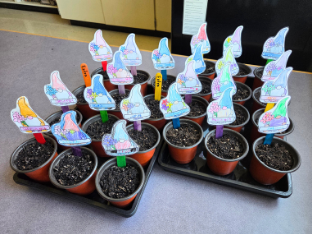 A group of small potted plants arranged in trays on a countertop, each pot filled with soil and labeled with colorful cartoon-style plant markers. The markers show illustrated characters or shapes in pastel colors, making the seedlings easy to identify.