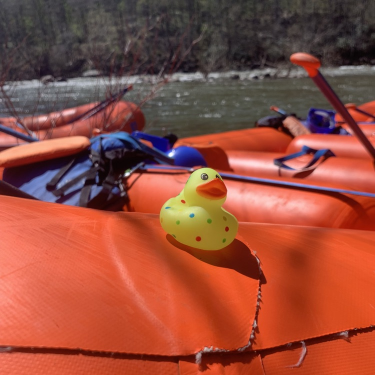 rafting duck