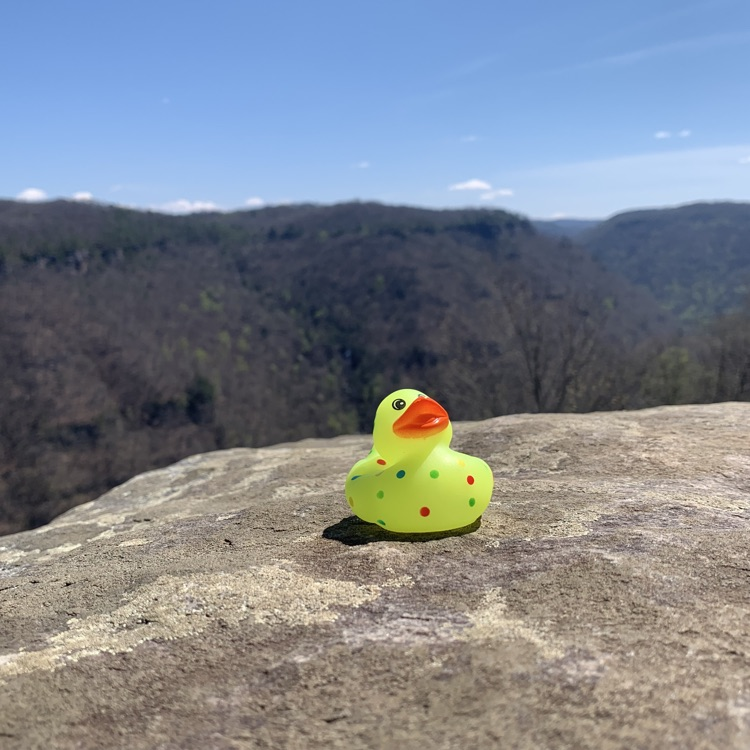 four wheeling duck