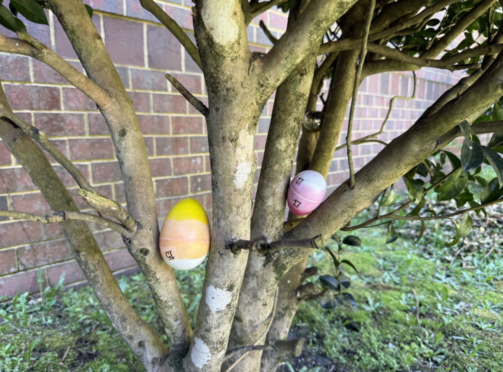 Plastic Eggs hidden in the tree in the courtyard