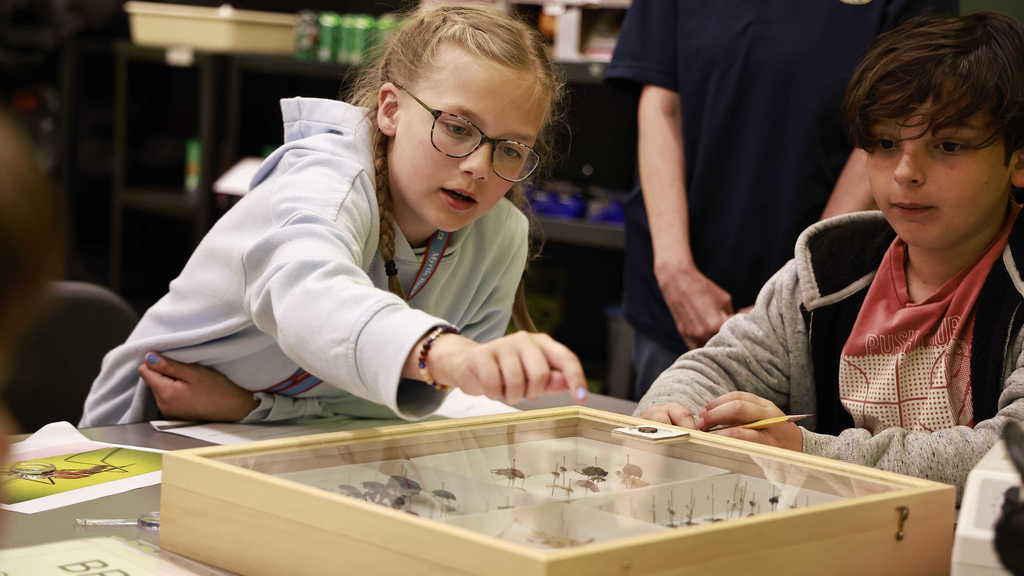 A curious student looks at insect models during a science lesson