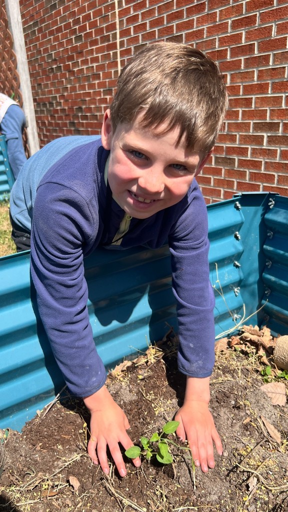 Earth Day: Student planting a tomato