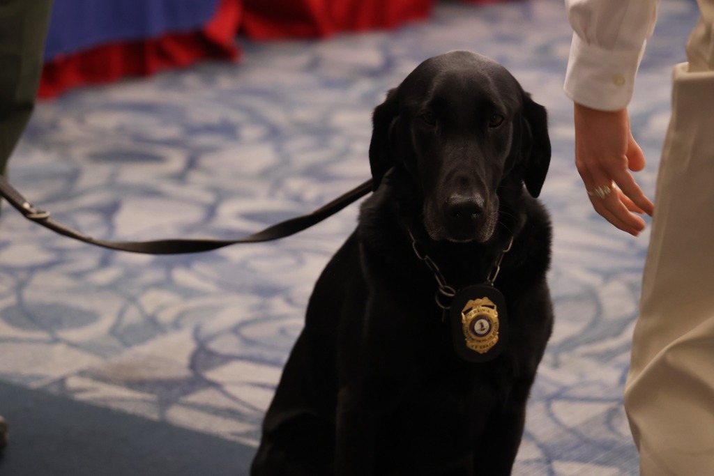 Grace the dog poses for the camera as she attends the BTD event