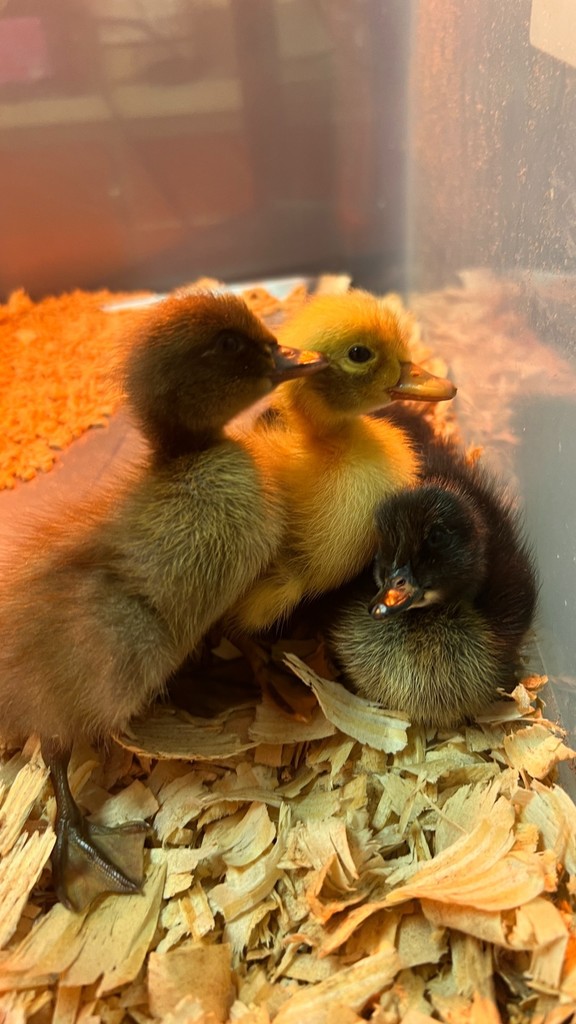 Mutter's class with Baby Ducks