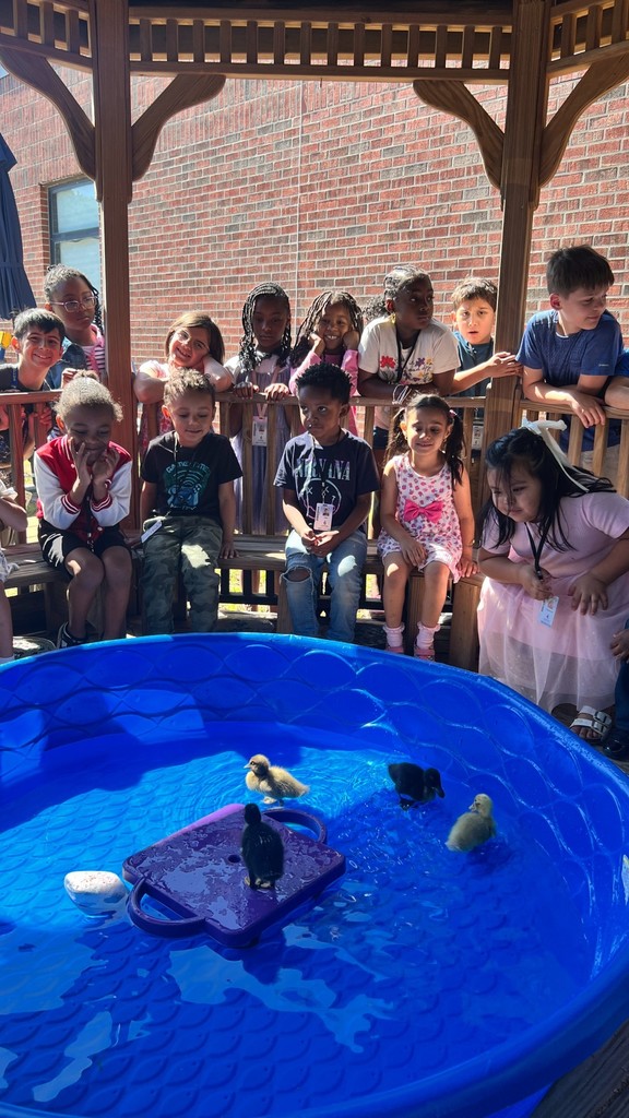 Mutter's class with Baby Ducks