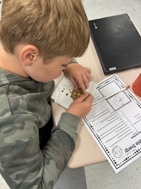 Fifth-grade student using a toothpick to carefully extract chocolate chips from cookies during a science lab.