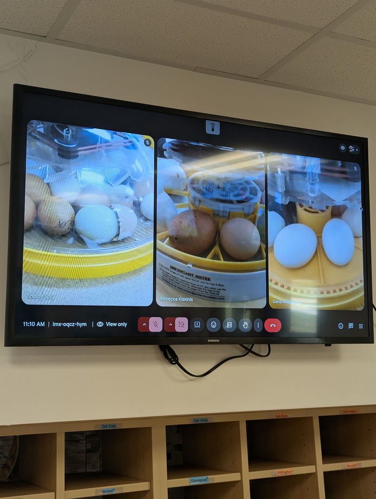 Front office TV displaying the live cam of the incubators with the chicks hatching