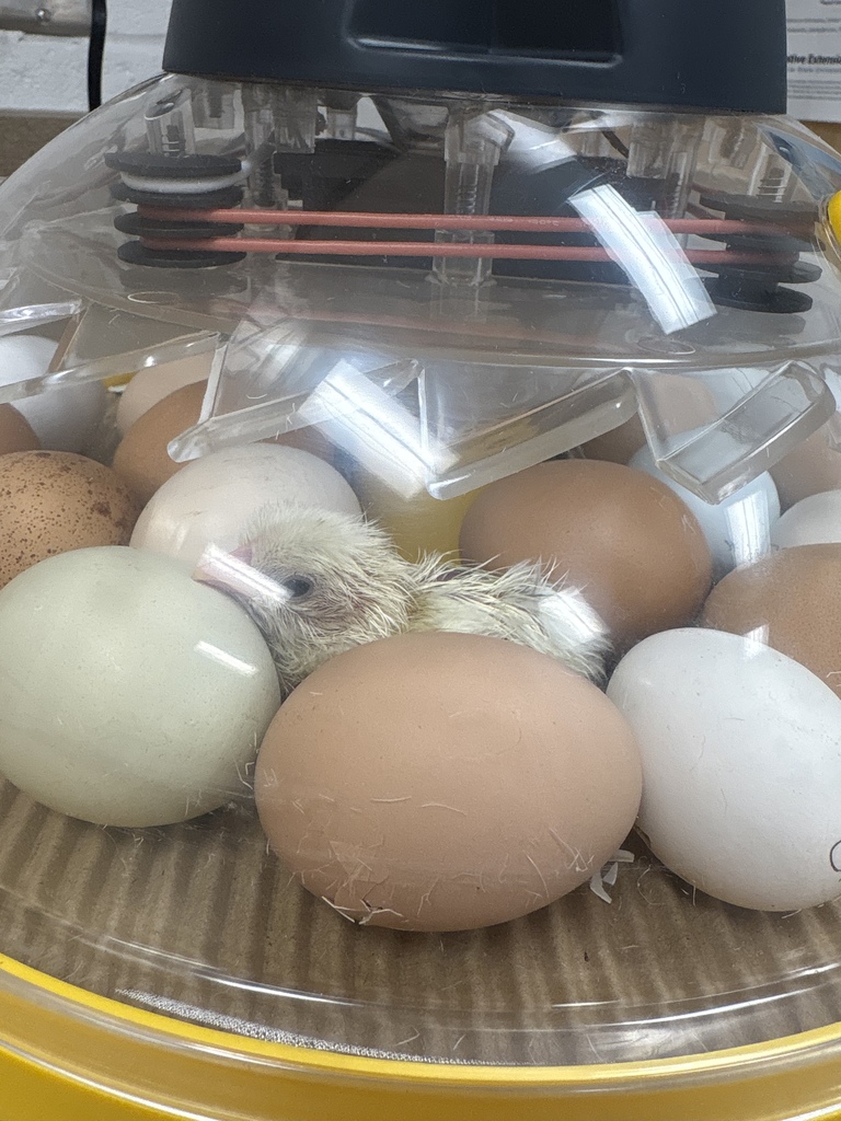 First chick that hatched in the STEAM lab incubator