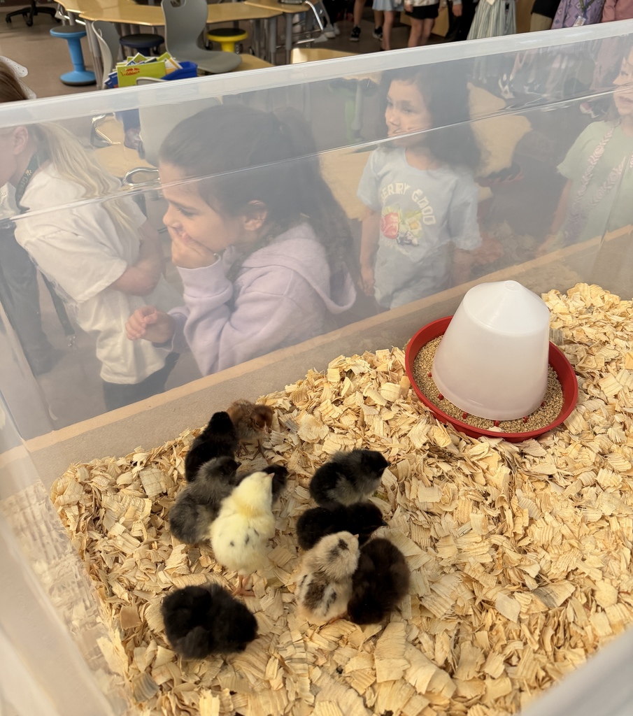 Chicks that hatched in the STEAM lab