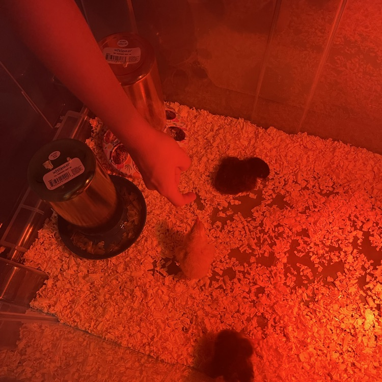 7th grade science baby chickens