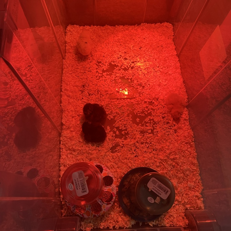 7th grade science baby chickens