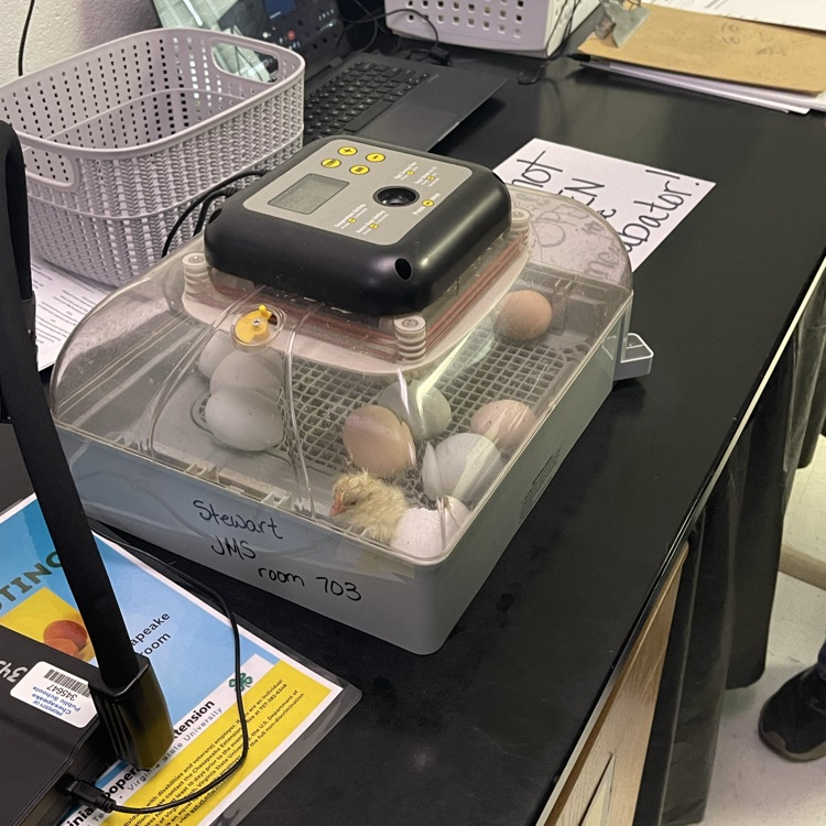 7th grade science baby chickens