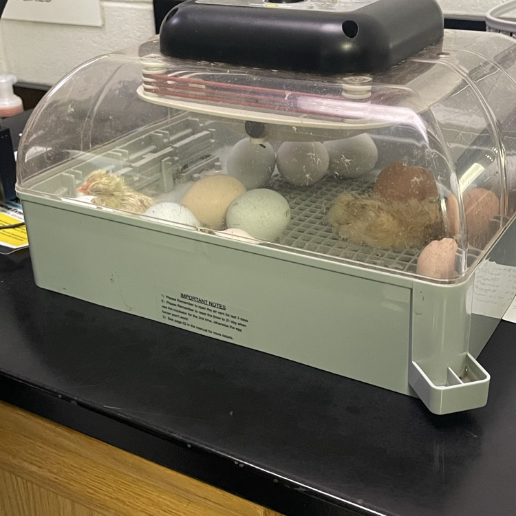7th grade science baby chickens
